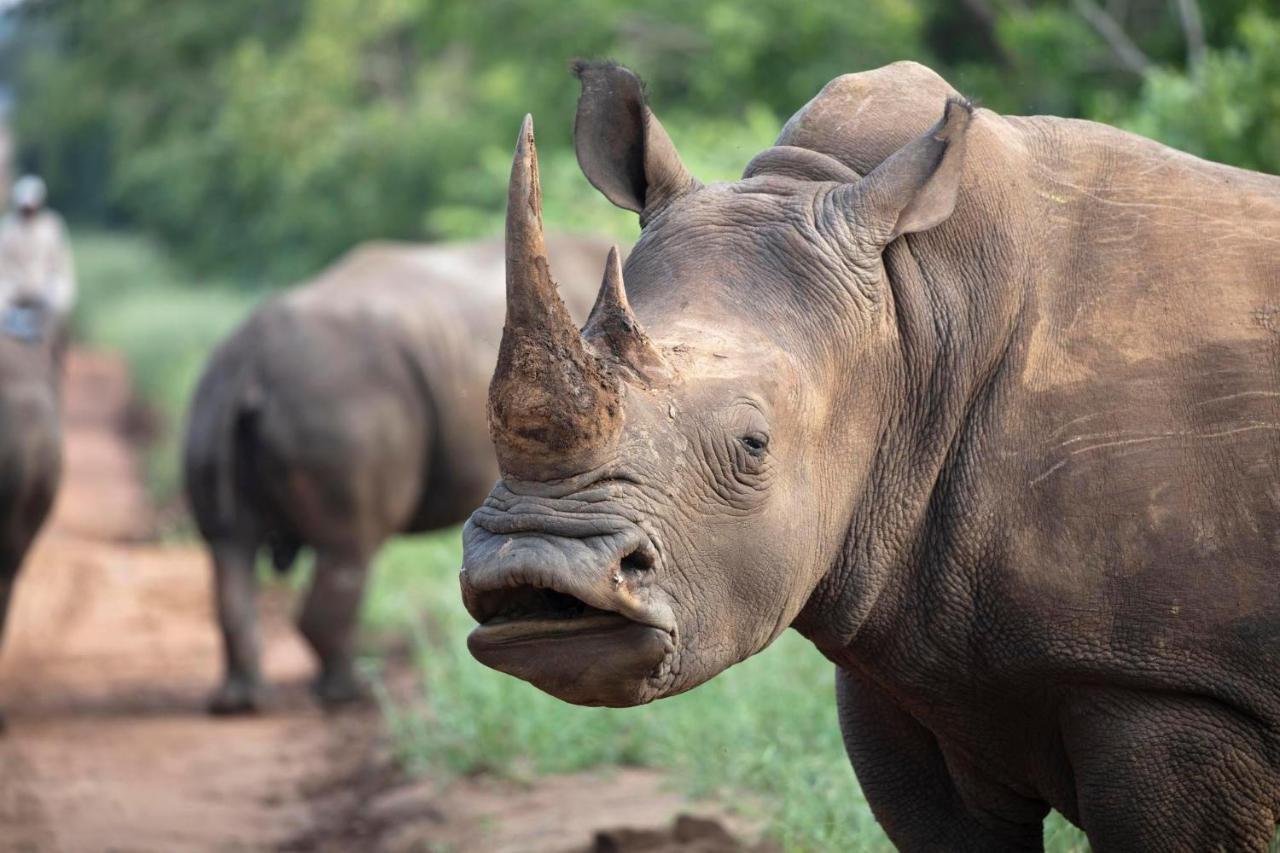 卡帕玛河山林小屋 Kapama Game Reserve 外观 照片