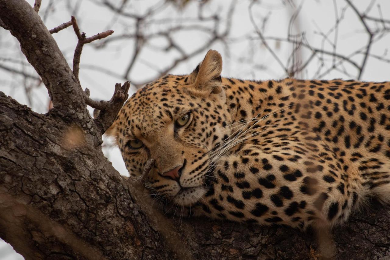 卡帕玛河山林小屋 Kapama Game Reserve 外观 照片